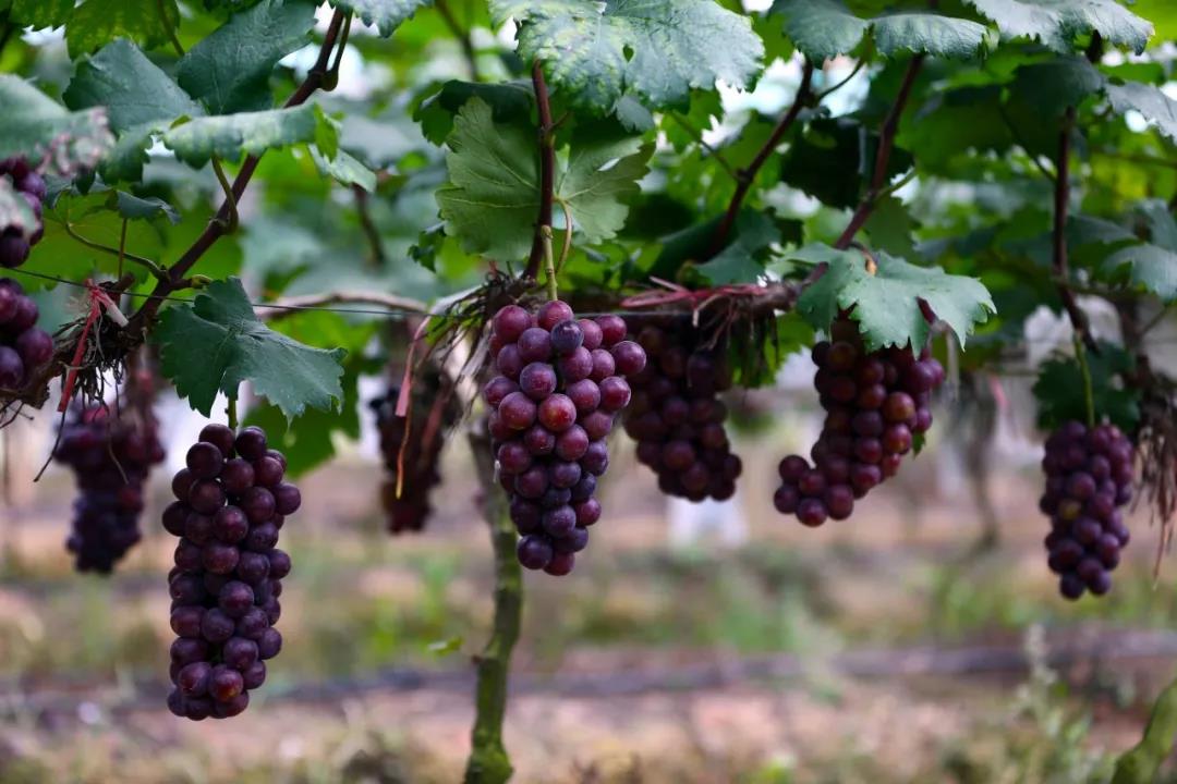 【全丰生物】植物生长调节剂在果树上的应用——葡萄（二）