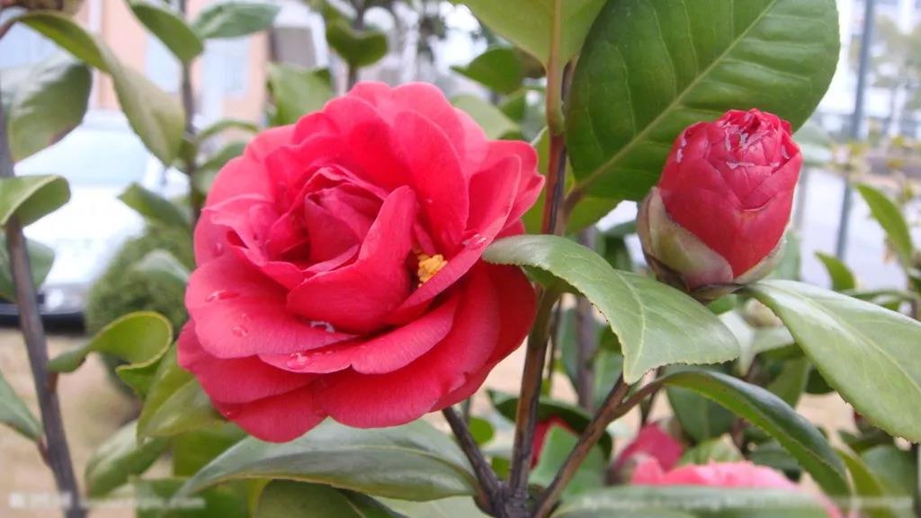 Application of plant growth regulators in flowers -- camellia, Ligustrum lucidum and Magnolia